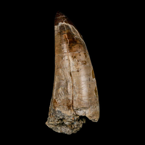 XL 2.8" Sarcosuchus Imperator Crocodile Fossil Tooth Elrhaz FM Cretaceous Niger COA