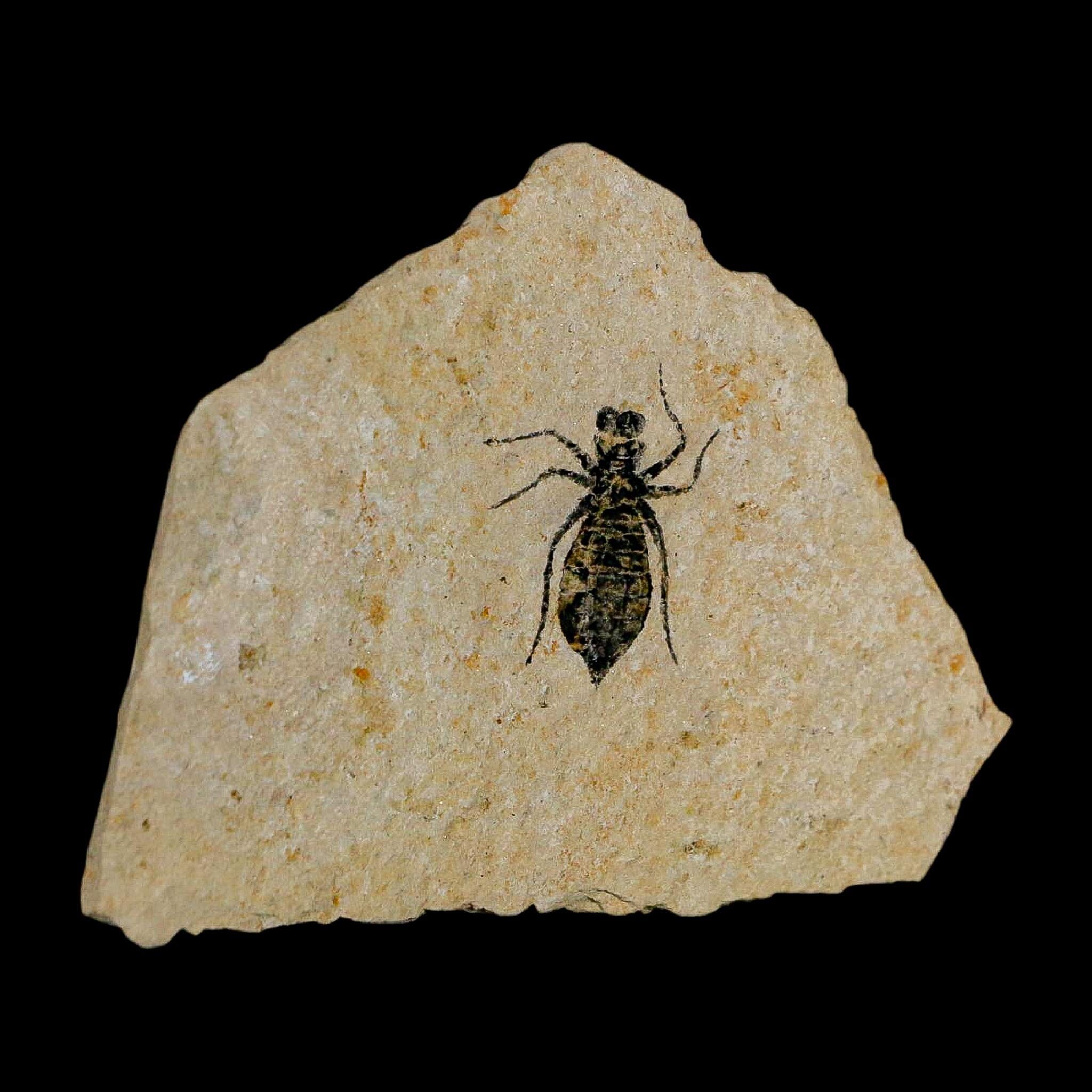 0.9" Dragonfly Larvae Fossil Libellula Doris Plate Upper Miocene Piedmont Italy Display - Fossil Age Minerals