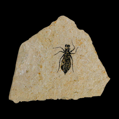 0.9" Dragonfly Larvae Fossil Libellula Doris Plate Upper Miocene Piedmont Italy Display - Fossil Age Minerals