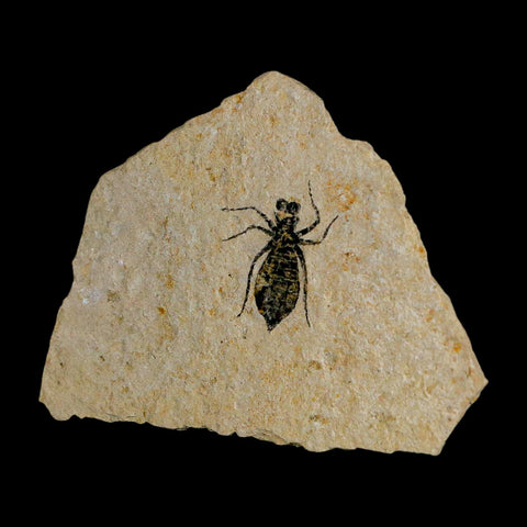 0.9" Dragonfly Larvae Fossil Libellula Doris Plate Upper Miocene Piedmont Italy Display - Fossil Age Minerals