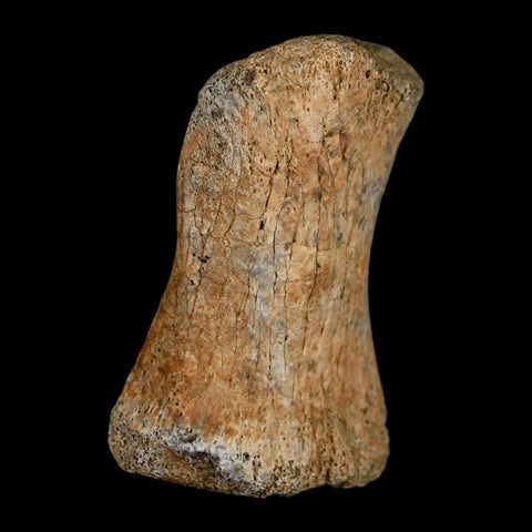 1.8" Hadrosaur Dinosaur Fossil Toe Bone Judith River Formation Montana COA - Fossil Age Minerals