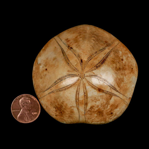 63MM Pygurus Marmonti Sea Urchin Fossil Sand Dollar Jurassic Age Madagascar - Fossil Age Minerals