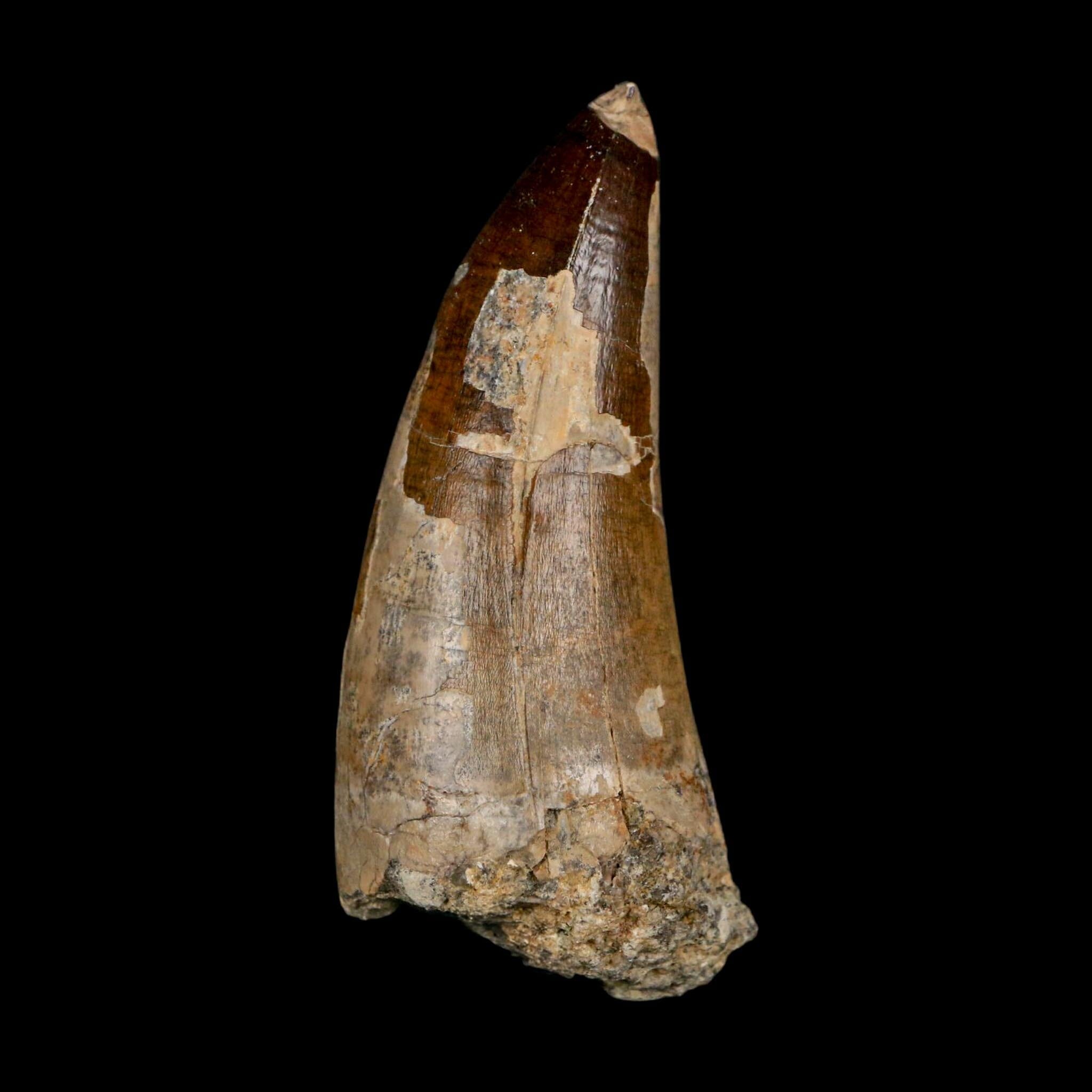 XL 2.8" Sarcosuchus Imperator Crocodile Fossil Tooth Elrhaz FM Cretaceous Niger COA - Fossil Age Minerals