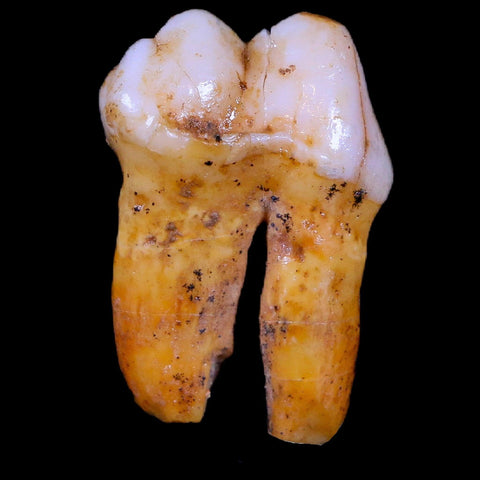 1.2" Extinct Cave Bear Ursus Spelaeus Pre-Molar Tooth Rooted Pleistocene Age COA - Fossil Age Minerals