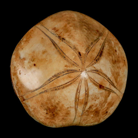 63MM Pygurus Marmonti Sea Urchin Fossil Sand Dollar Jurassic Age Madagascar - Fossil Age Minerals
