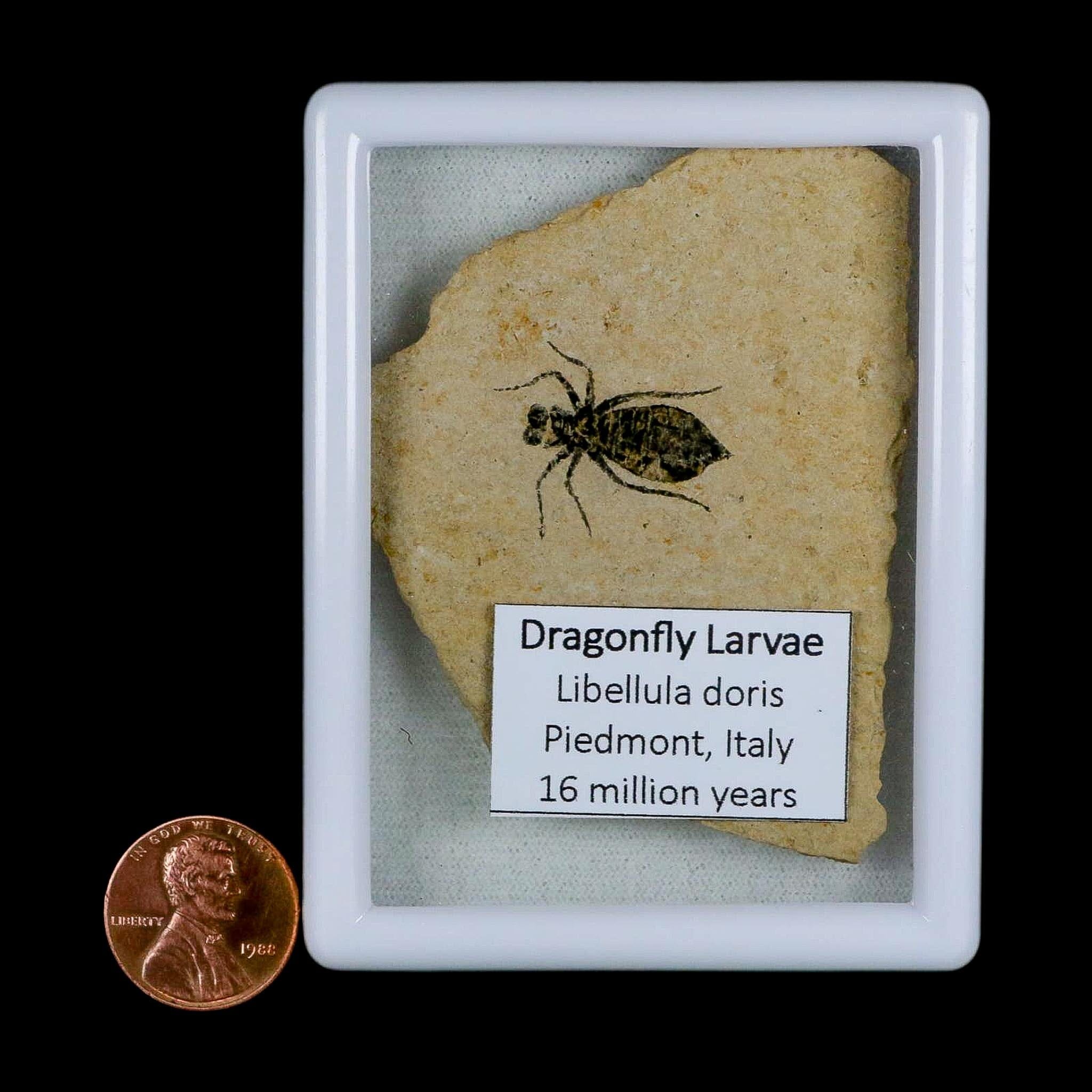 0.9" Dragonfly Larvae Fossil Libellula Doris Plate Upper Miocene Piedmont Italy Display - Fossil Age Minerals