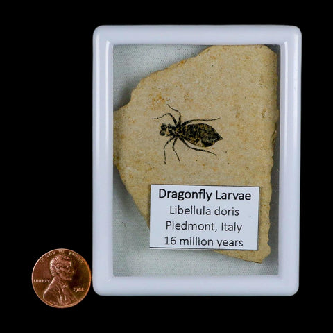 0.9" Dragonfly Larvae Fossil Libellula Doris Plate Upper Miocene Piedmont Italy Display - Fossil Age Minerals