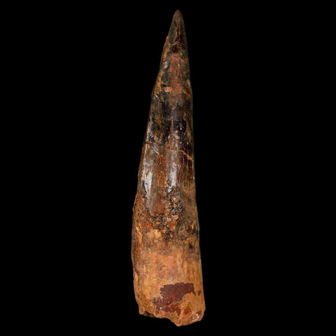 XL 3.5" Spinosaurus Fossil Tooth 100 Million Years Old Cretaceous Dinosaur COA - Fossil Age Minerals