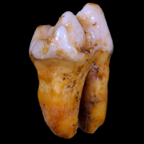 1.2" Extinct Cave Bear Ursus Spelaeus Pre-Molar Tooth Rooted Pleistocene Age COA - Fossil Age Minerals