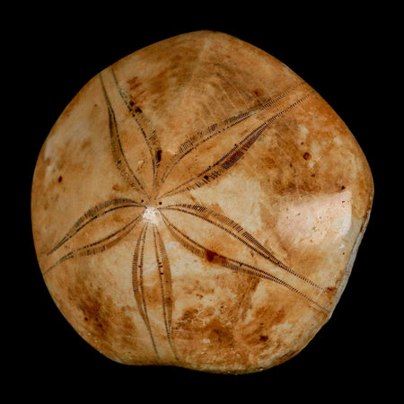 63MM Pygurus Marmonti Sea Urchin Fossil Sand Dollar Jurassic Age Madagascar
