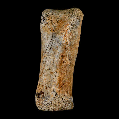 1.8" Hadrosaur Dinosaur Fossil Toe Bone Judith River Formation Montana COA - Fossil Age Minerals