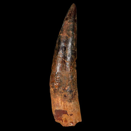 XL 3.5" Spinosaurus Fossil Tooth 100 Million Years Old Cretaceous Dinosaur COA