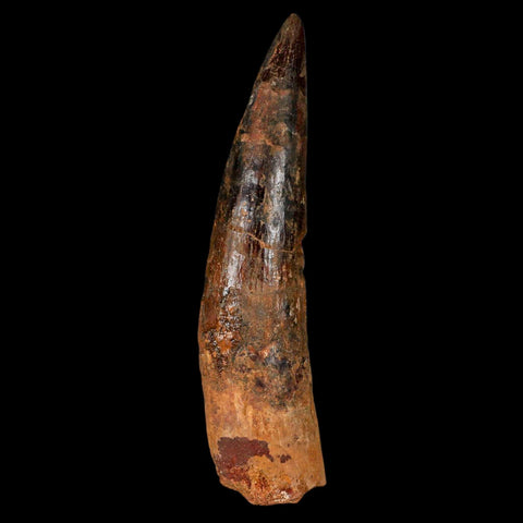 XL 3.5" Spinosaurus Fossil Tooth 100 Million Years Old Cretaceous Dinosaur COA - Fossil Age Minerals