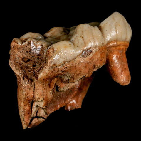 1.8" Extinct Cave Bear Ursus Spelaeus Molar Tooth Rooted Pleistocene Age COA