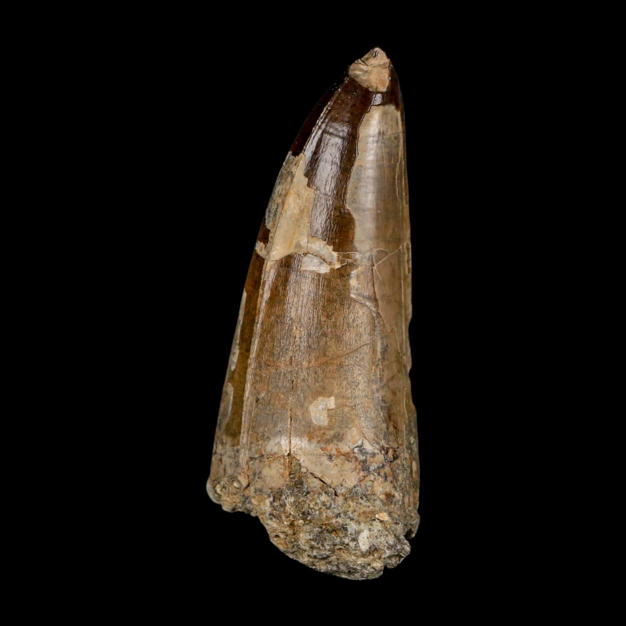 XL 2.8" Sarcosuchus Imperator Crocodile Fossil Tooth Elrhaz FM Cretaceous Niger COA - Fossil Age Minerals