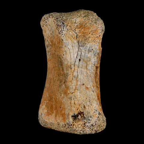1.8" Hadrosaur Dinosaur Fossil Toe Bone Judith River Formation Montana COA - Fossil Age Minerals