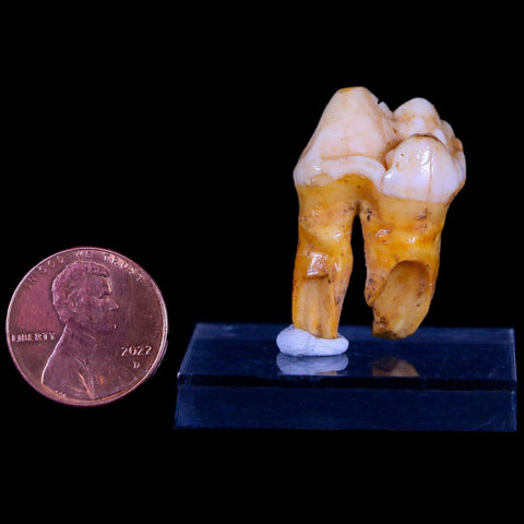 1.2" Extinct Cave Bear Ursus Spelaeus Pre-Molar Tooth Rooted Pleistocene Age COA - Fossil Age Minerals