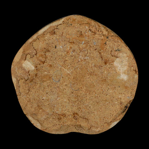 63MM Pygurus Marmonti Sea Urchin Fossil Sand Dollar Jurassic Age Madagascar - Fossil Age Minerals