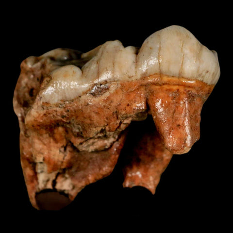 1.8" Extinct Cave Bear Ursus Spelaeus Molar Tooth Rooted Pleistocene Age COA