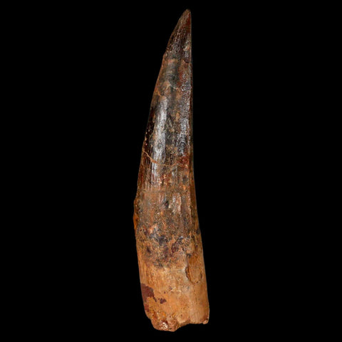 XL 3.5" Spinosaurus Fossil Tooth 100 Million Years Old Cretaceous Dinosaur COA - Fossil Age Minerals