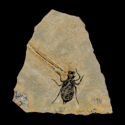 0.7" Dragonfly Larvae Fossil Libellula Doris Plate Upper Miocene Piedmont Italy Display - Fossil Age Minerals