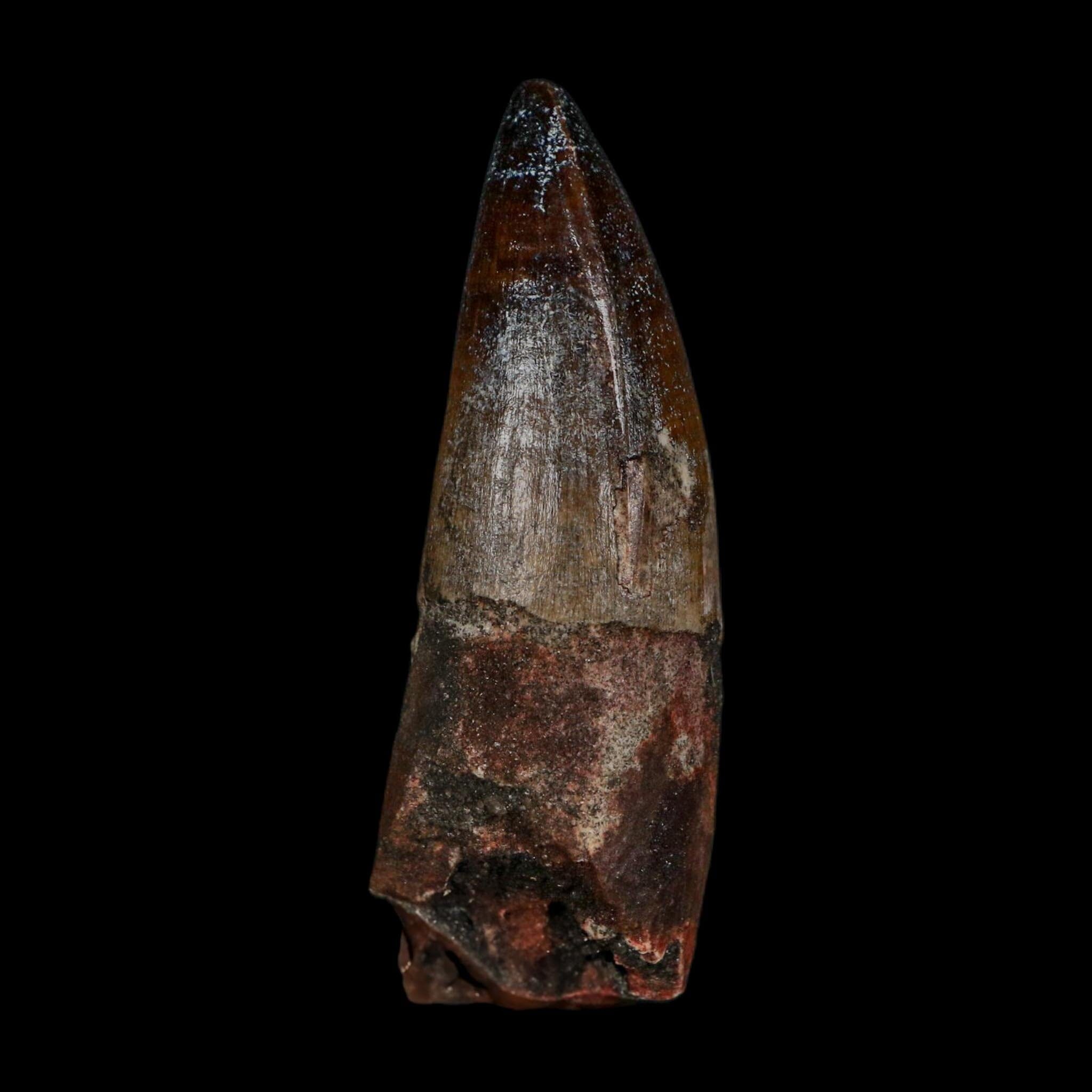 2.4" Sarcosuchus Imperator Crocodile Fossil Tooth Elrhaz FM Cretaceous Niger COA - Fossil Age Minerals
