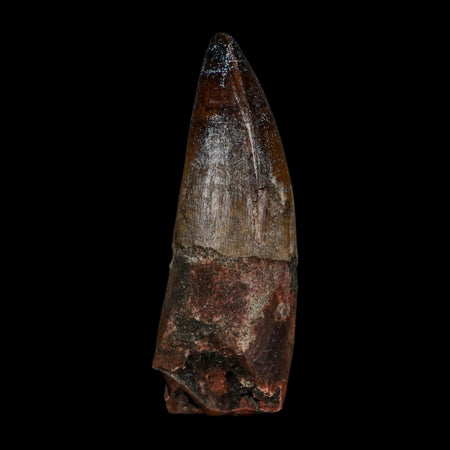 2.4" Sarcosuchus Imperator Crocodile Fossil Tooth Elrhaz FM Cretaceous Niger COA