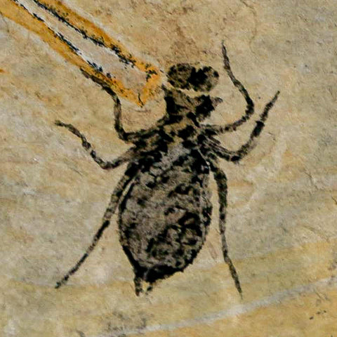 0.7" Dragonfly Larvae Fossil Libellula Doris Plate Upper Miocene Piedmont Italy Display - Fossil Age Minerals
