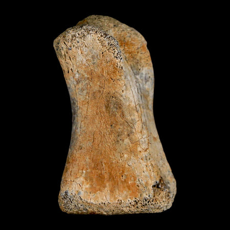 1.8" Hadrosaur Dinosaur Fossil Toe Bone Judith River Formation Montana COA