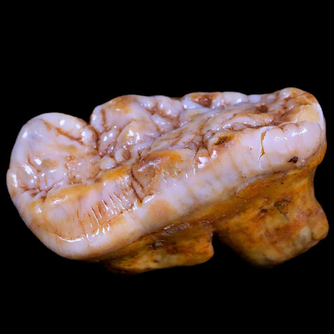 1.8" Extinct Cave Bear Ursus Spelaeus Molar Tooth Rooted Pleistocene Age COA - Fossil Age Minerals