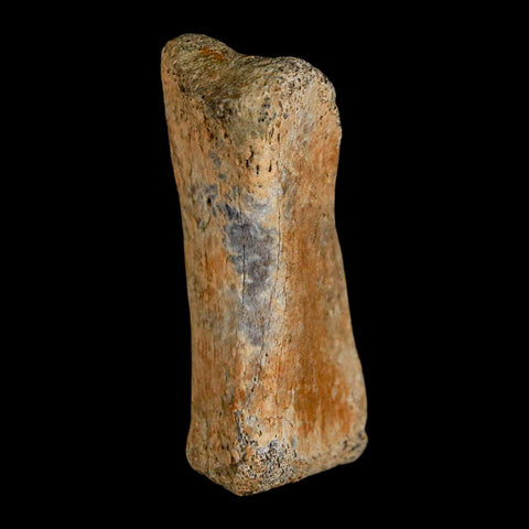 1.8" Hadrosaur Dinosaur Fossil Toe Bone Judith River Formation Montana COA - Fossil Age Minerals
