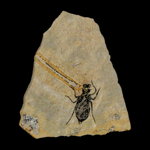 0.7" Dragonfly Larvae Fossil Libellula Doris Plate Upper Miocene Piedmont Italy Display - Fossil Age Minerals