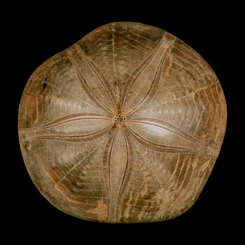 68MM Pygurus Marmonti Sea Urchin Fossil Sand Dollar Jurassic Age Madagascar