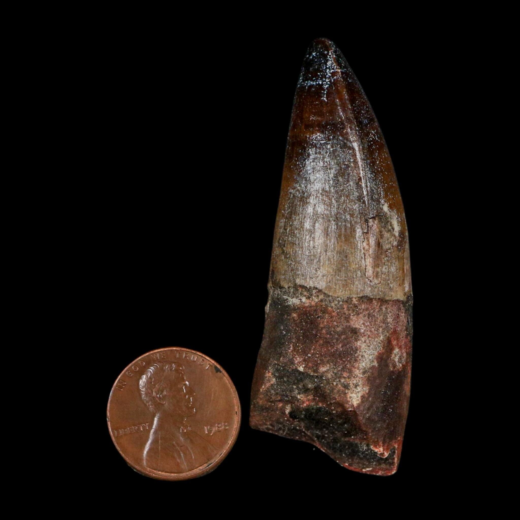2.4" Sarcosuchus Imperator Crocodile Fossil Tooth Elrhaz FM Cretaceous Niger COA - Fossil Age Minerals