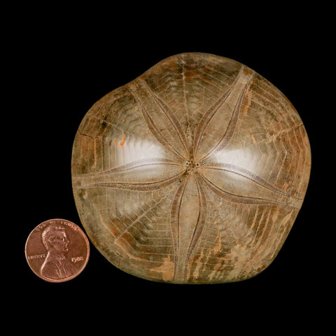 68MM Pygurus Marmonti Sea Urchin Fossil Sand Dollar Jurassic Age Madagascar