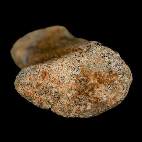 1.8" Hadrosaur Dinosaur Fossil Toe Bone Judith River Formation Montana COA - Fossil Age Minerals