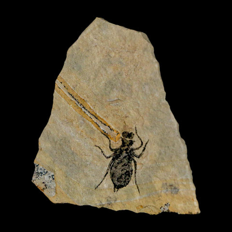 0.7" Dragonfly Larvae Fossil Libellula Doris Plate Upper Miocene Piedmont Italy Display - Fossil Age Minerals