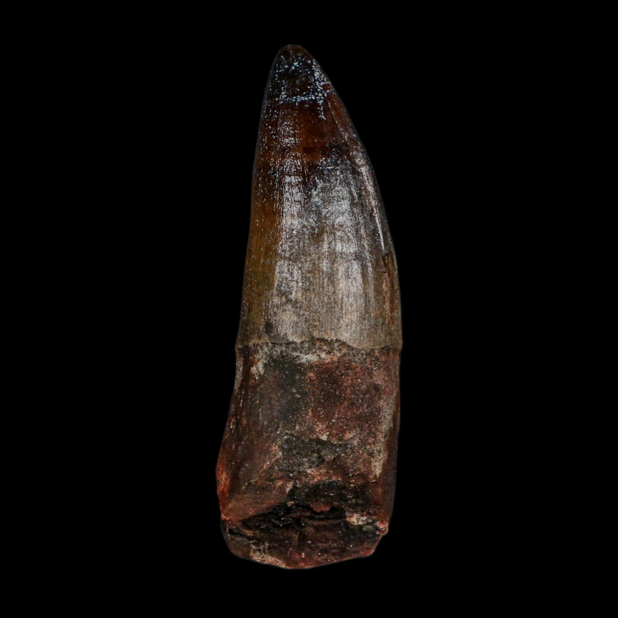 2.4" Sarcosuchus Imperator Crocodile Fossil Tooth Elrhaz FM Cretaceous Niger COA - Fossil Age Minerals