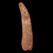 1.3" Pterosaur Coloborhynchus Fossil Tooth Upper Cretaceous Morocco COA & Display