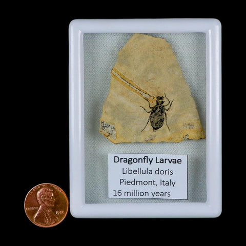 0.7" Dragonfly Larvae Fossil Libellula Doris Plate Upper Miocene Piedmont Italy Display - Fossil Age Minerals