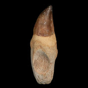 XL 4.6" Mosasaur Prognathodon Fossil Tooth Rooted Cretaceous Dinosaur Era COA