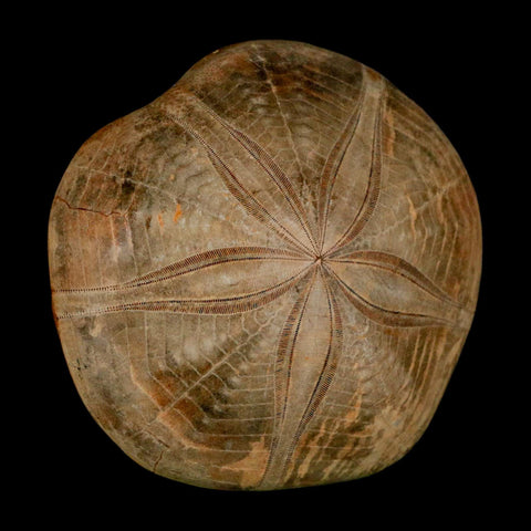 68MM Pygurus Marmonti Sea Urchin Fossil Sand Dollar Jurassic Age Madagascar