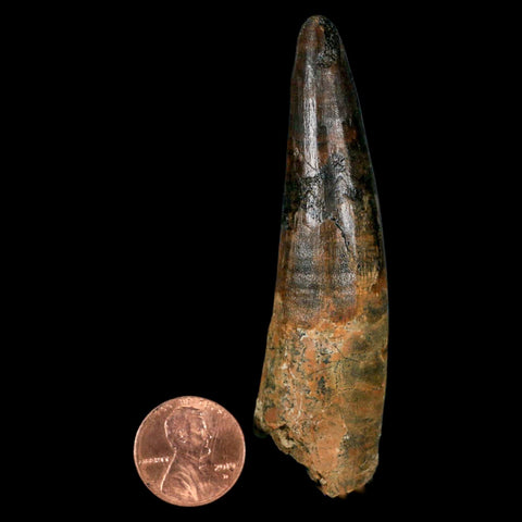 XL 3.2" Spinosaurus Fossil Tooth 100 Million Years Old Cretaceous Dinosaur COA - Fossil Age Minerals