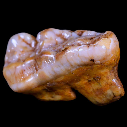 1.8" Extinct Cave Bear Ursus Spelaeus Molar Tooth Rooted Pleistocene Age COA - Fossil Age Minerals