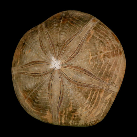 68MM Pygurus Marmonti Sea Urchin Fossil Sand Dollar Jurassic Age Madagascar