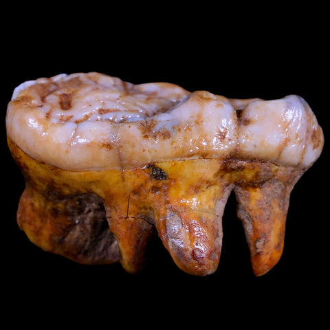 1.8" Extinct Cave Bear Ursus Spelaeus Molar Tooth Rooted Pleistocene Age COA - Fossil Age Minerals