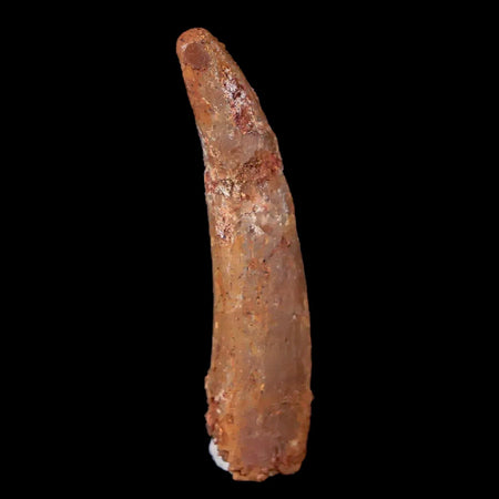 1.3" Pterosaur Coloborhynchus Fossil Tooth Upper Cretaceous Morocco COA & Display