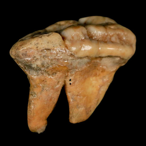 1.7" Extinct Cave Bear Ursus Spelaeus Molar Tooth Rooted Pleistocene Age COA