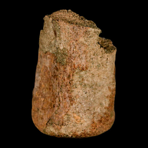 2.1" Edmontosaurus Fossil Finger Bone Lance Creek FM Cretaceous Dinosaur WY COA - Fossil Age Minerals