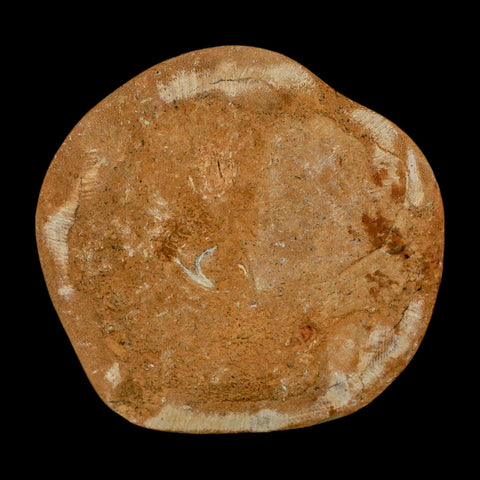 68MM Pygurus Marmonti Sea Urchin Fossil Sand Dollar Jurassic Age Madagascar